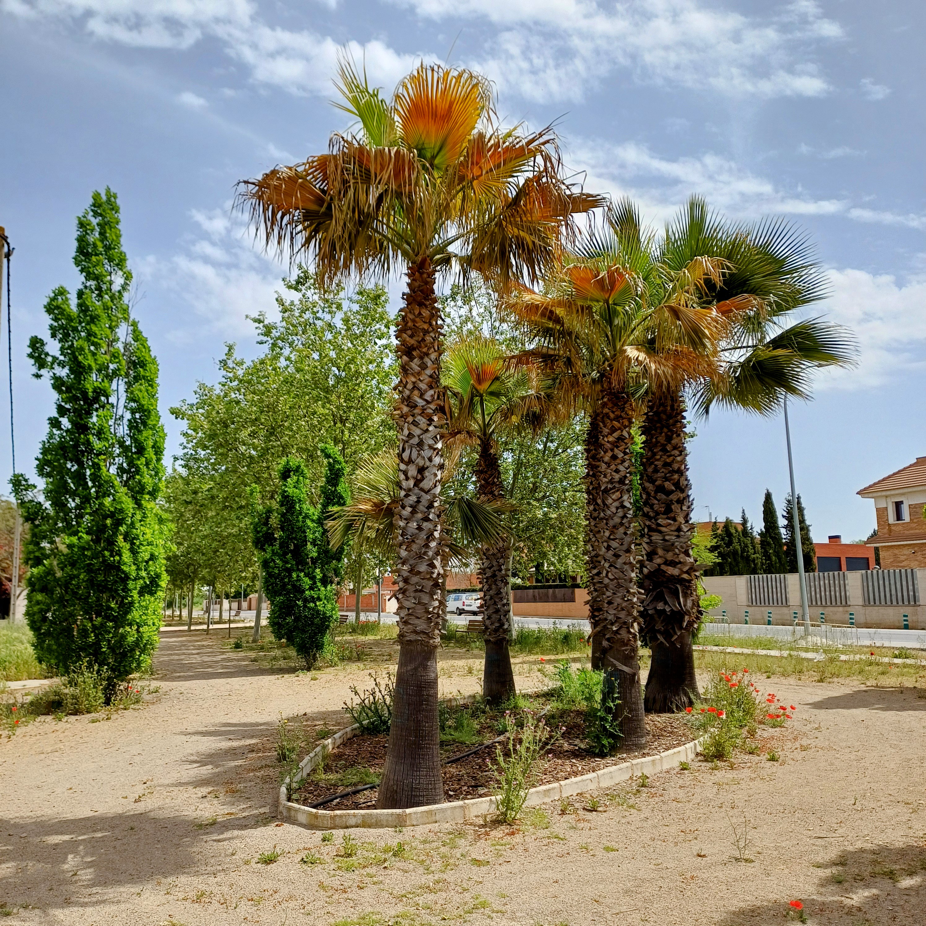 ¡Ya estamos online! Bienvenidos a la web de la Asociación de Vecinos de Los Rosales